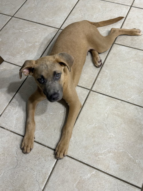 Photo 4 of Sparrow- hound/lab puppy