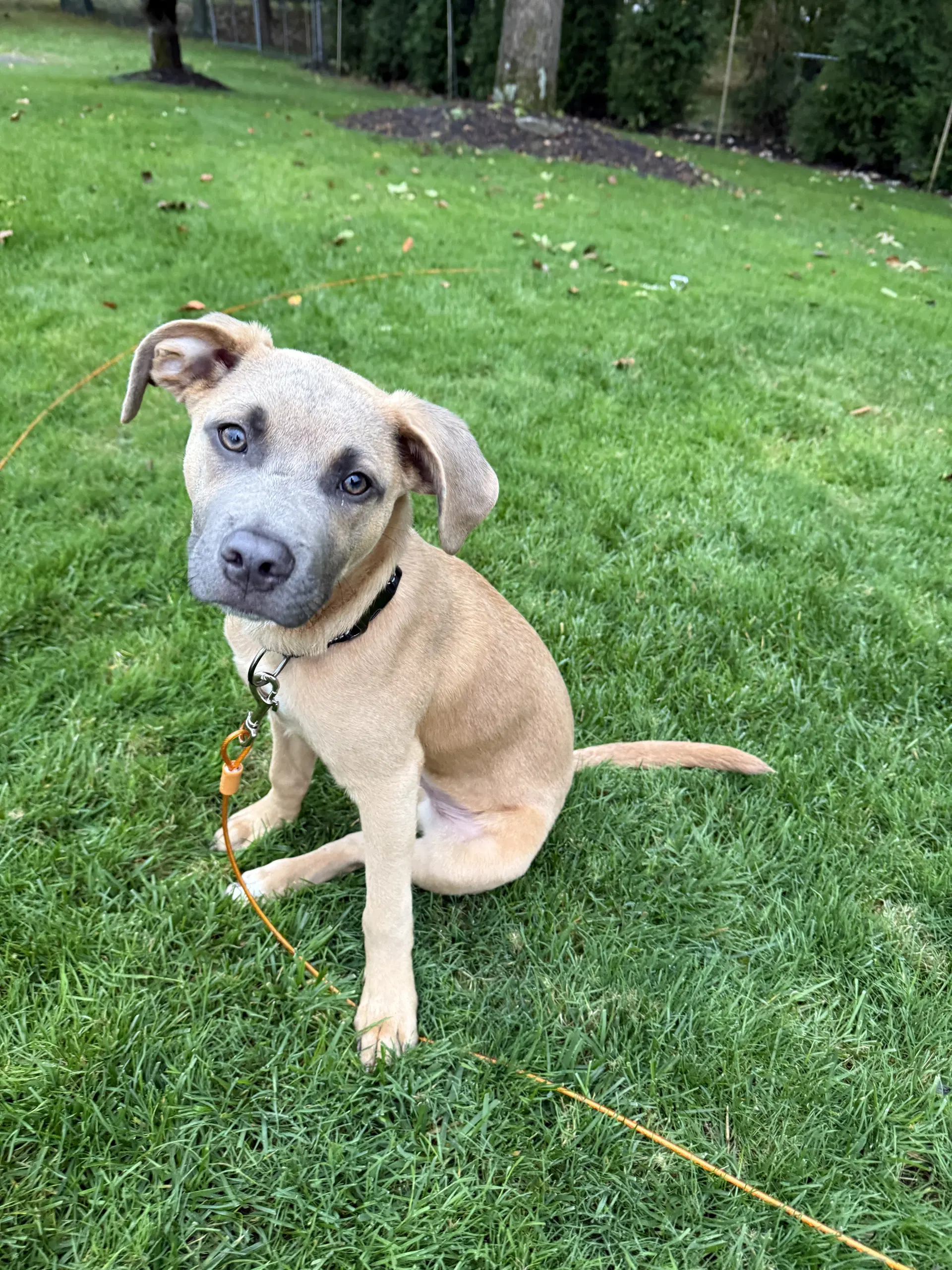 Sparrow- Houndlab Puppy image 1