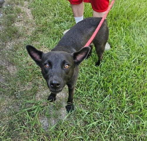 Paisley - Possibly Yours, a dog for adoption from Wag On Inn Rescue