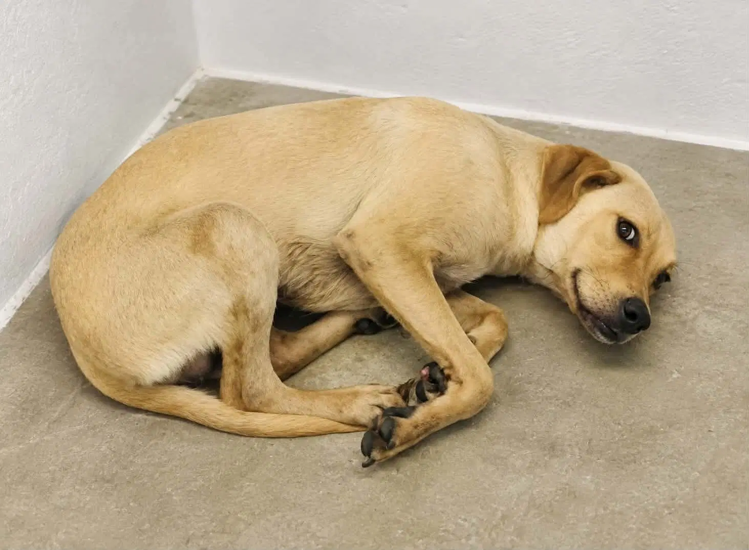 Duncan-Handsome Yellow Lab Mix image 2