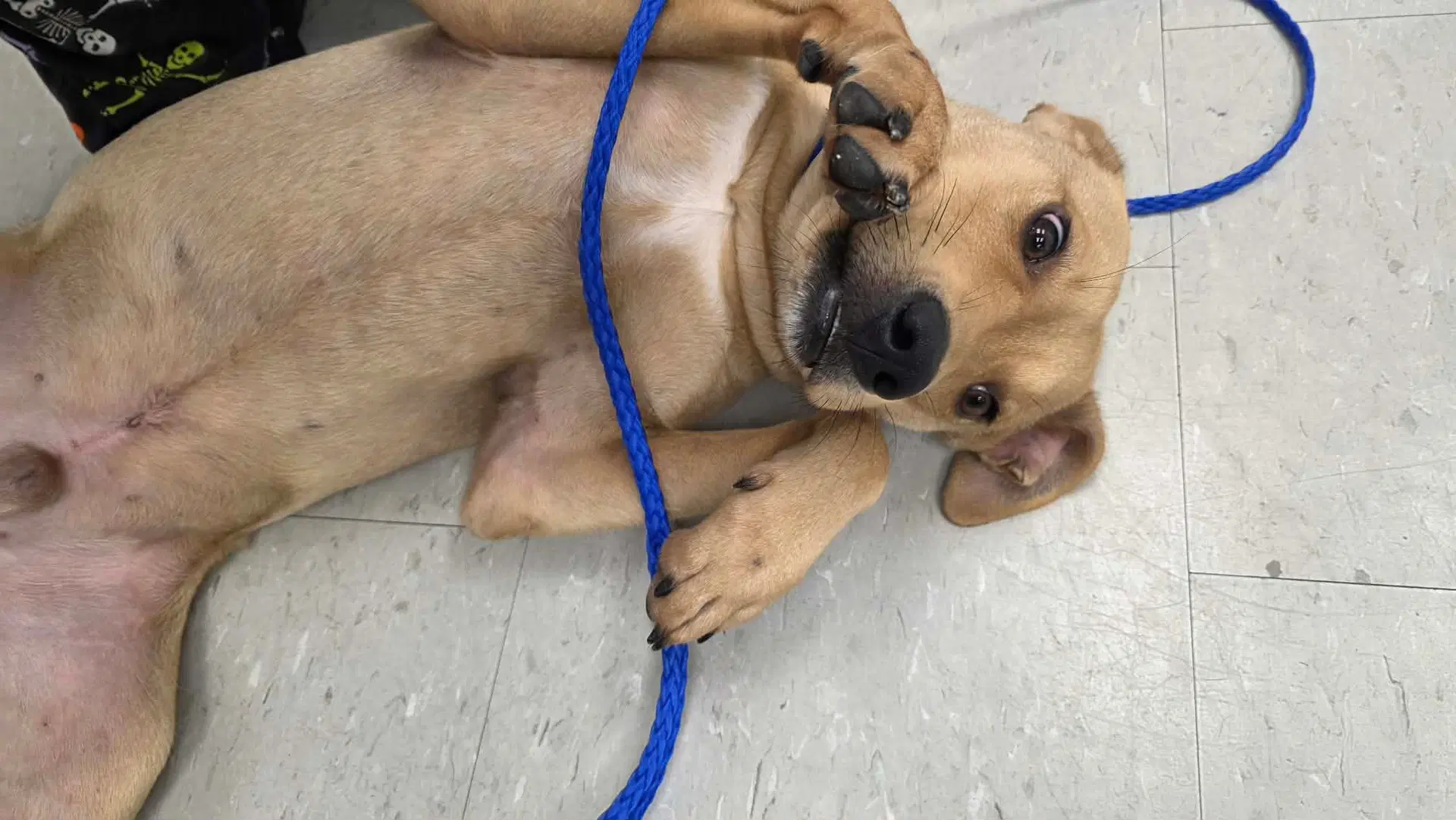 Duncan-Handsome Yellow Lab Mix image 3