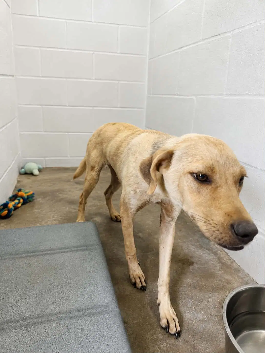 Duncan-Handsome Yellow Lab Mix image 4