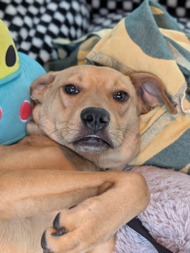 Duncan-handsome yellow lab mix