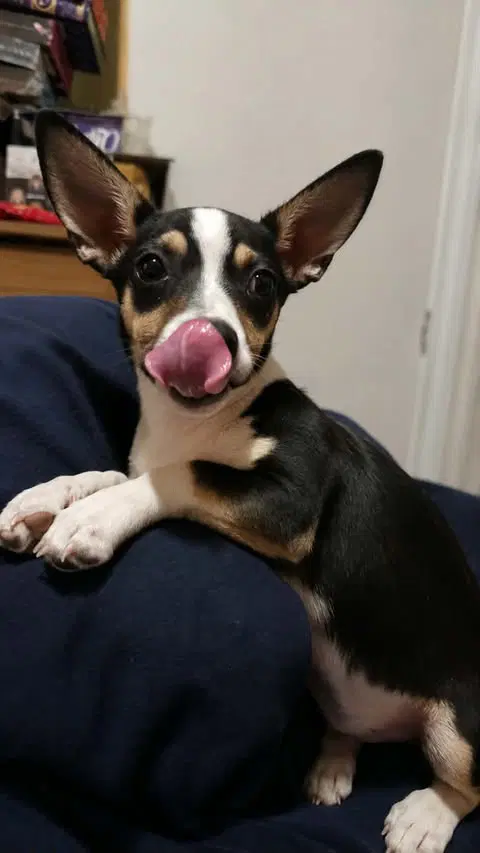 Scotty- Big Ears And An Even Bigger Personality - Dachshund
