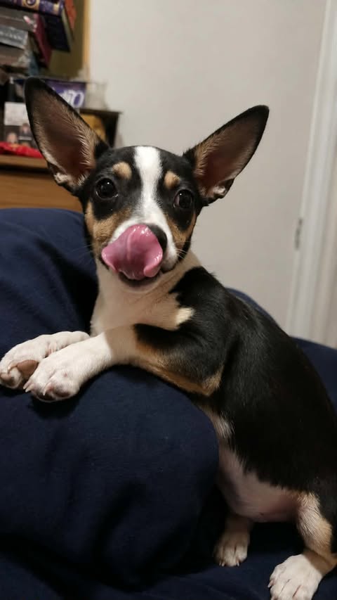 Scotty- Big Ears And An Even Bigger Personality