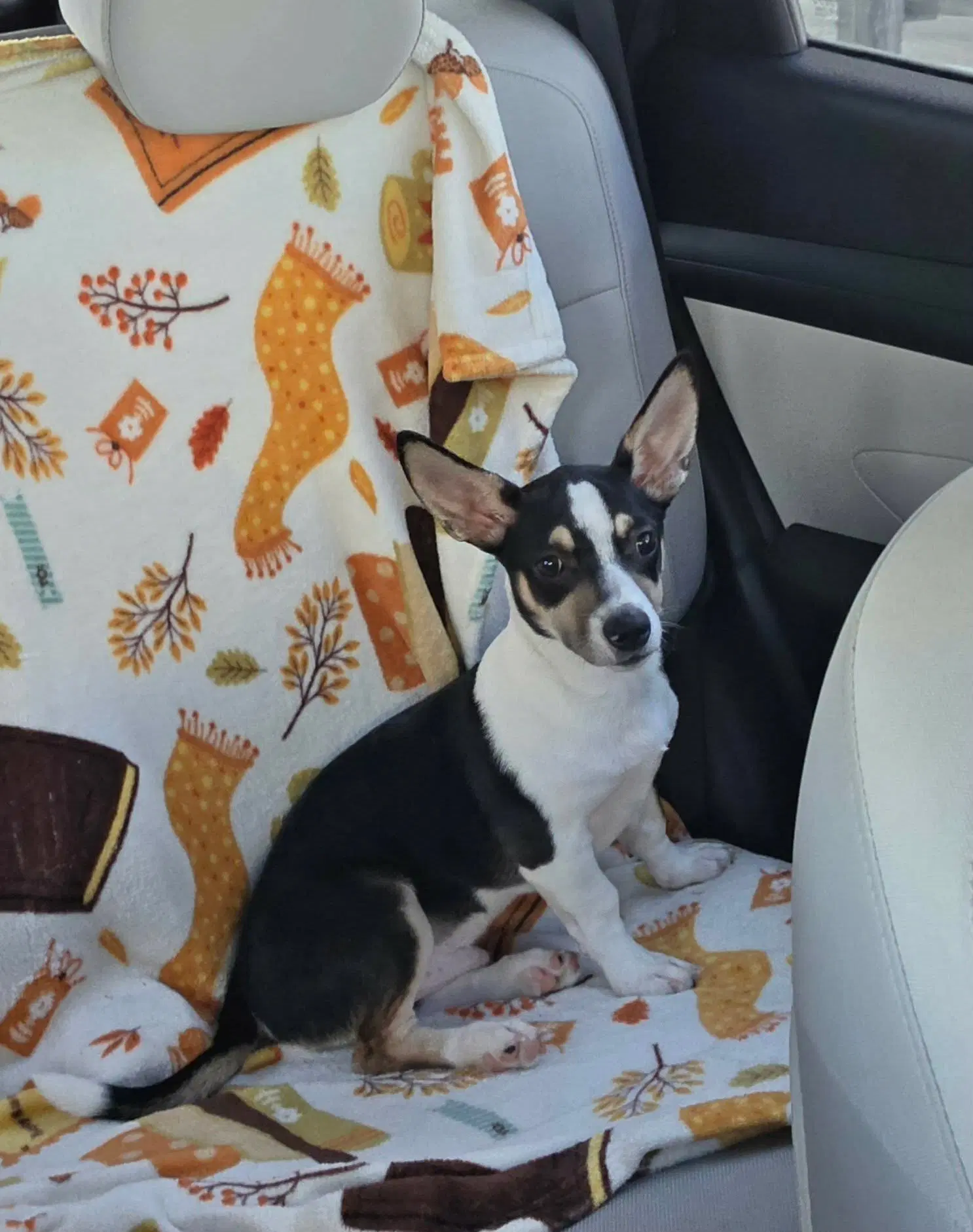 Scotty- Big Ears And An Even Bigger Personality image 2