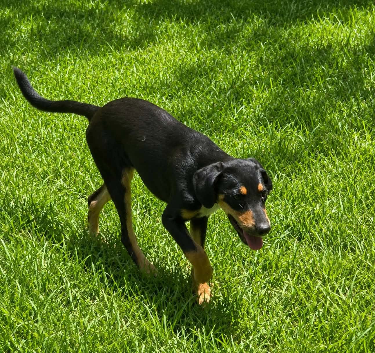 Sasha- She'll Keep You On Your Toes image 2