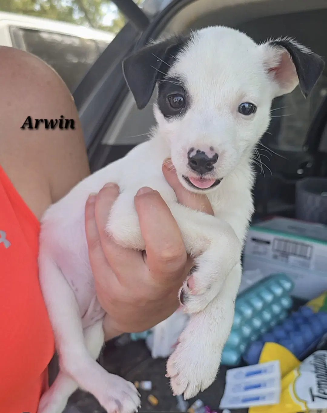 Arwin- Jrt Puppies - Jack Russell Terrier