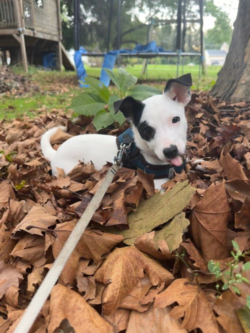 Arwin, a dog for adoption from Wag On Inn Rescue