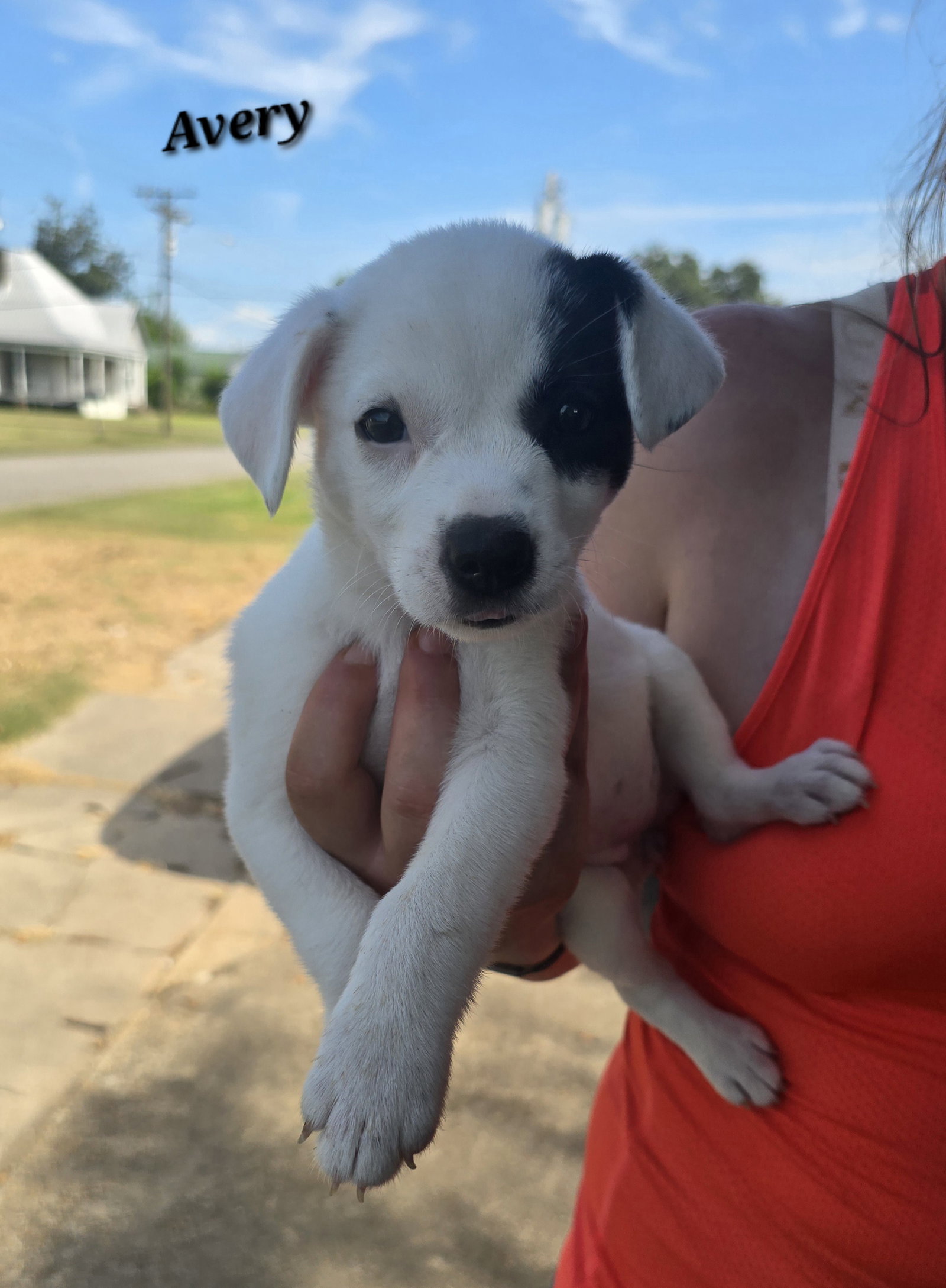 Avery- JRT/Pittie puppies, dog