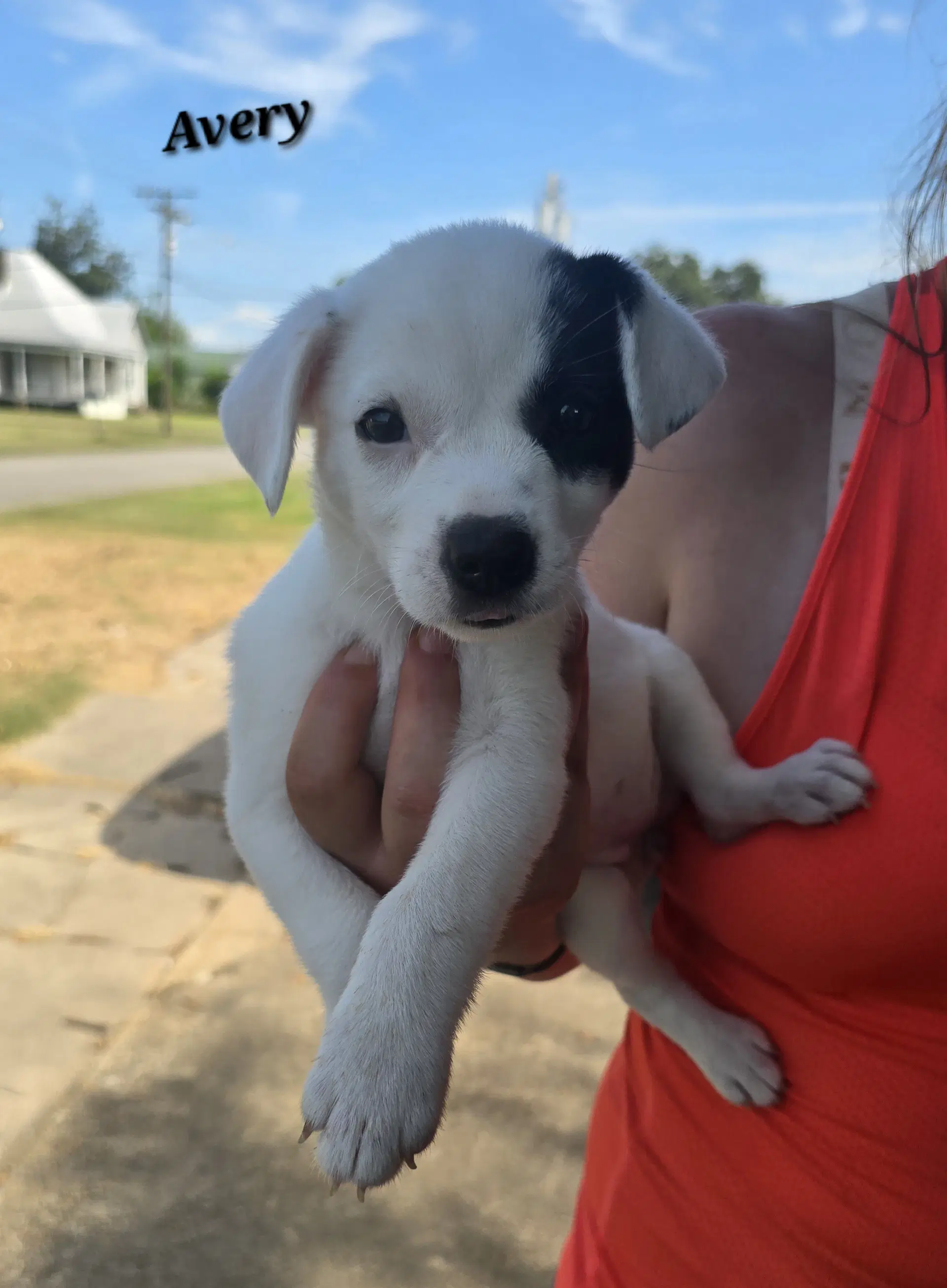 Avery- Jrtpittie Puppies - Jack Russell Terrier