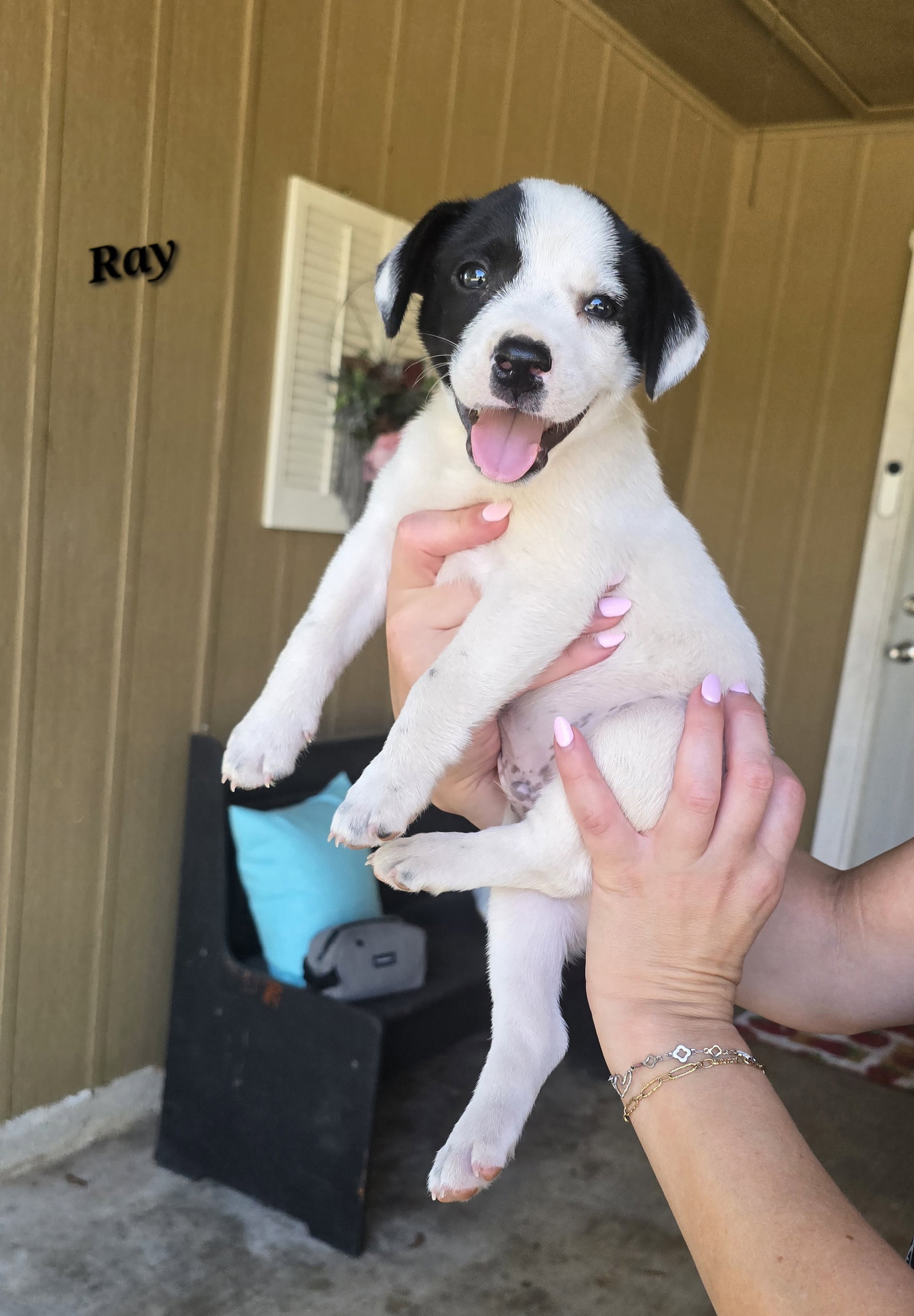 Ray- JRT/Pittie puppies, dog