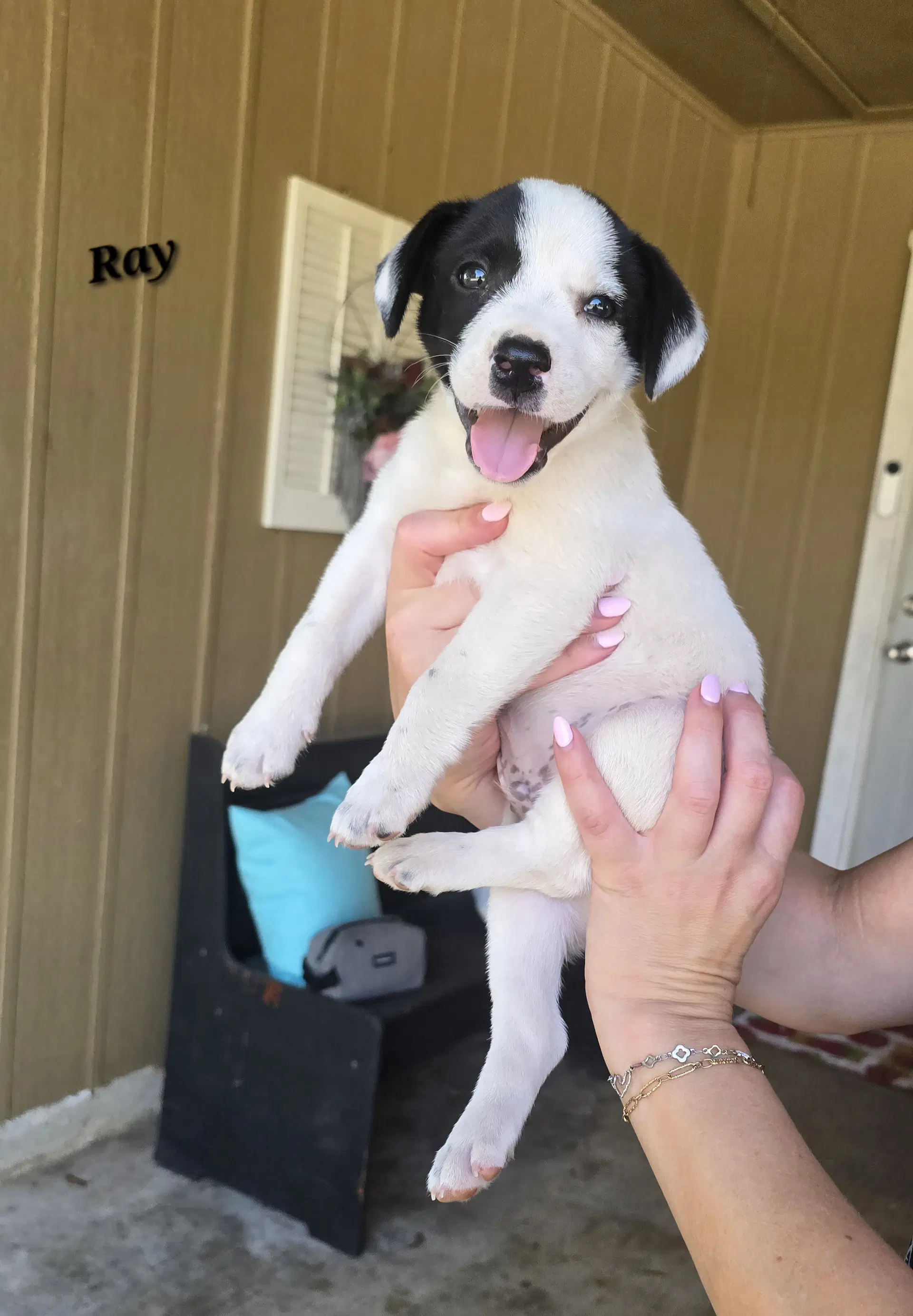 Ray- Jrtpittie Puppies - Jack Russell Terrier