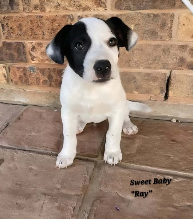 Ray – JRT/Pittie puppies