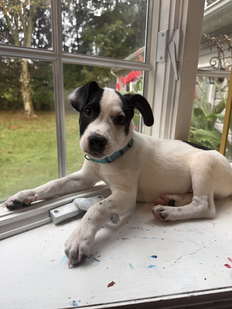 Ray – JRT/Pittie puppies