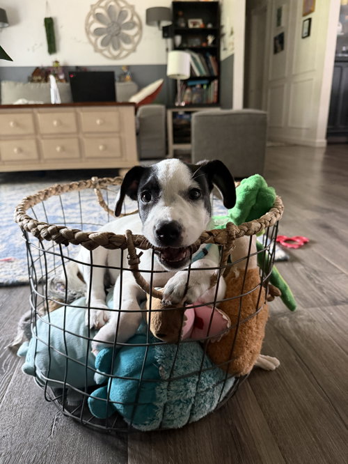 Photo 2 of Ray - JRT/Pittie puppies