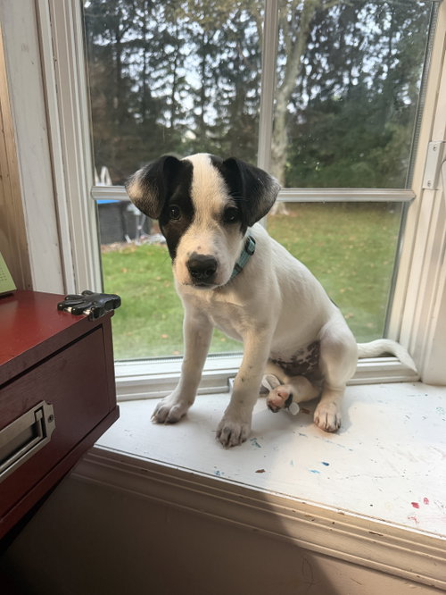 Photo 3 of Ray - JRT/Pittie puppies