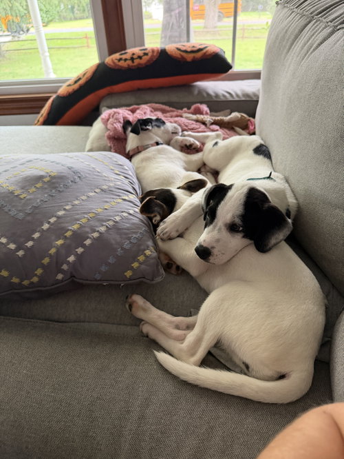Photo 4 of Ray - JRT/Pittie puppies