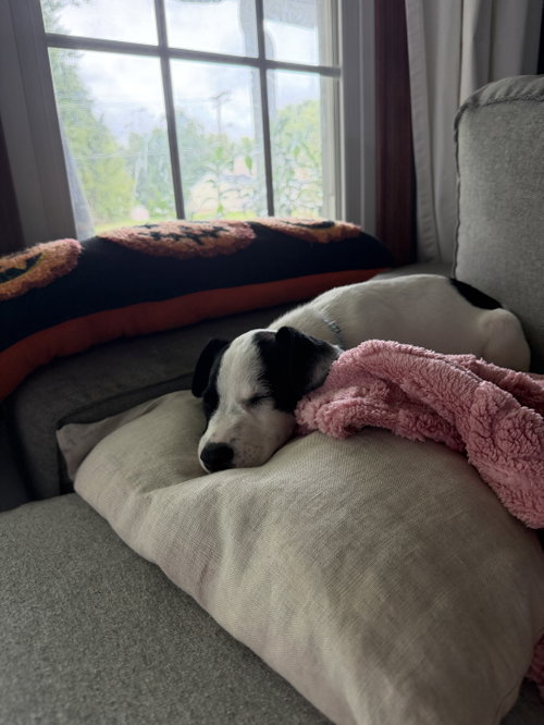 Photo 5 of Ray - JRT/Pittie puppies