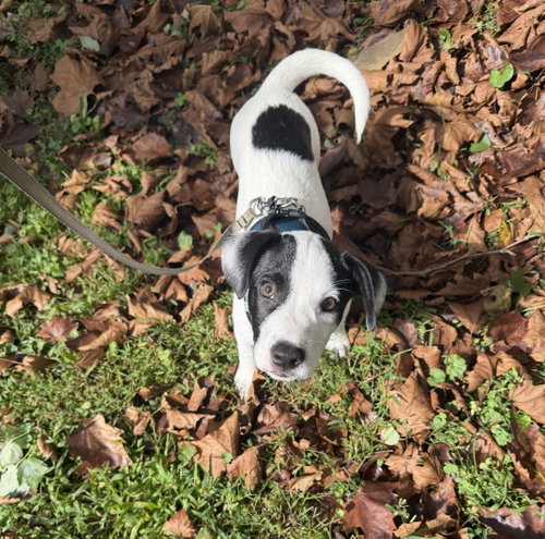 Ray - JRT/Pittie puppies, a dog for adoption from Wag On Inn Rescue