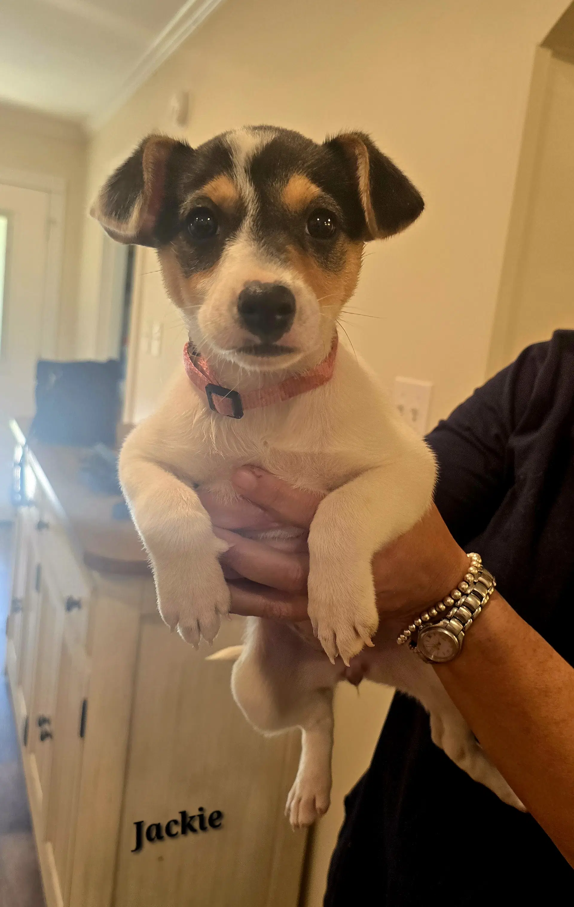 Jackie- Jrtpittie Puppies - Jack Russell Terrier