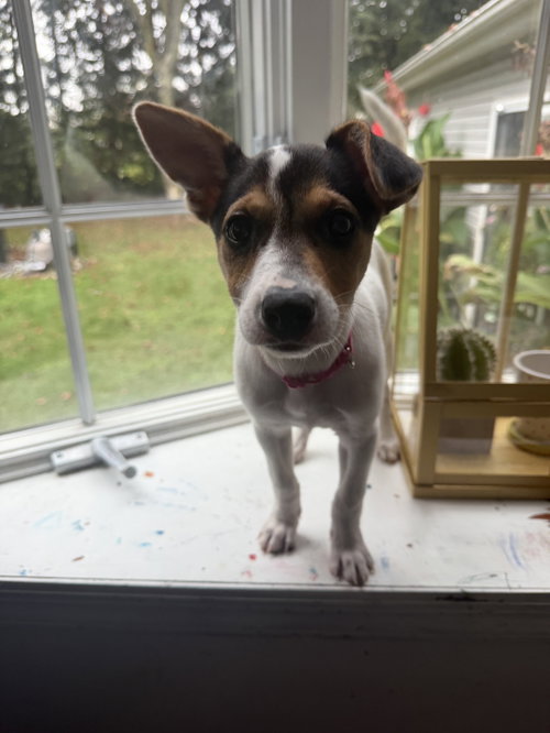 Photo 6 of Jackie- JRT/pittie puppies