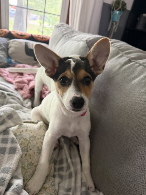 Photo 4 of Jackie- JRT/pittie puppies