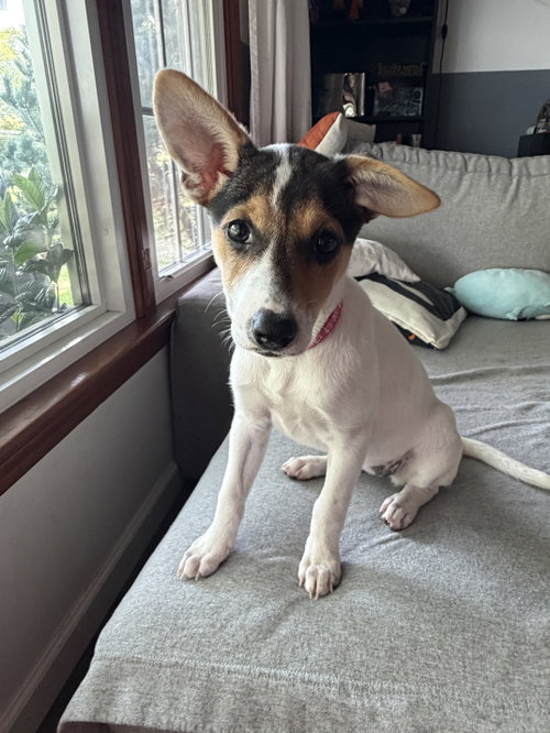 Photo 3 of Jackie- JRT/pittie puppies