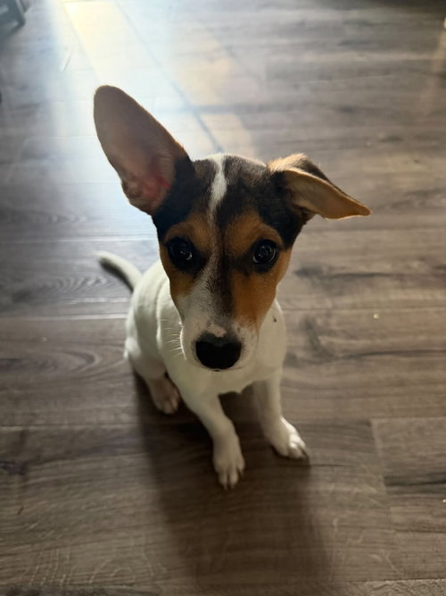 Jackie- JRT/pittie puppies, a dog for adoption from Wag On Inn Rescue