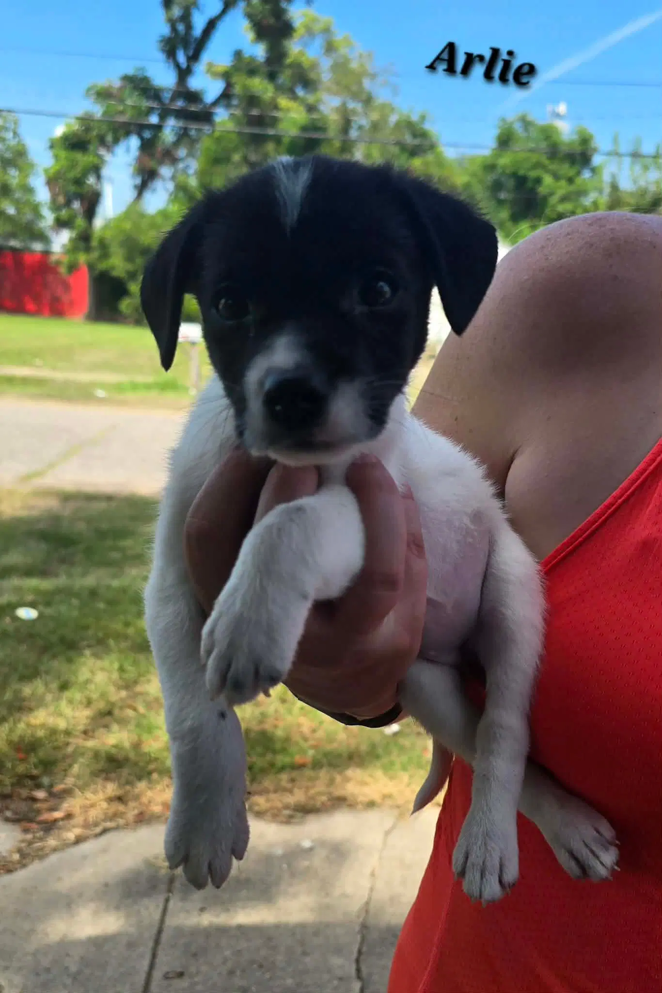 Arlie- Jrtpittie Puppies image 1