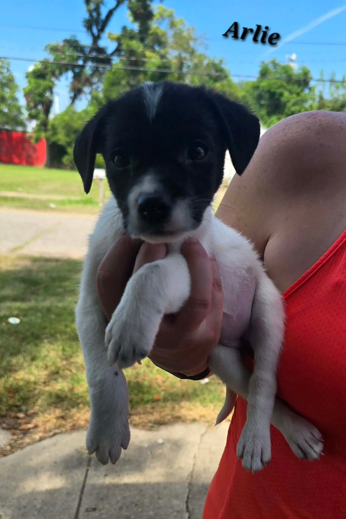 Arlie- Jrtpittie Puppies
