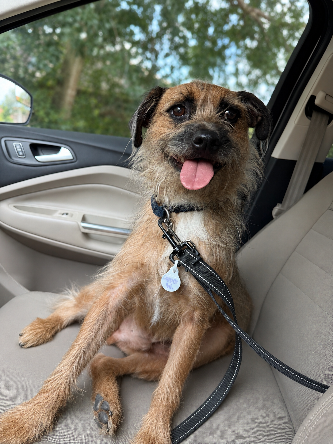 Copper- scruffy best boy, dog