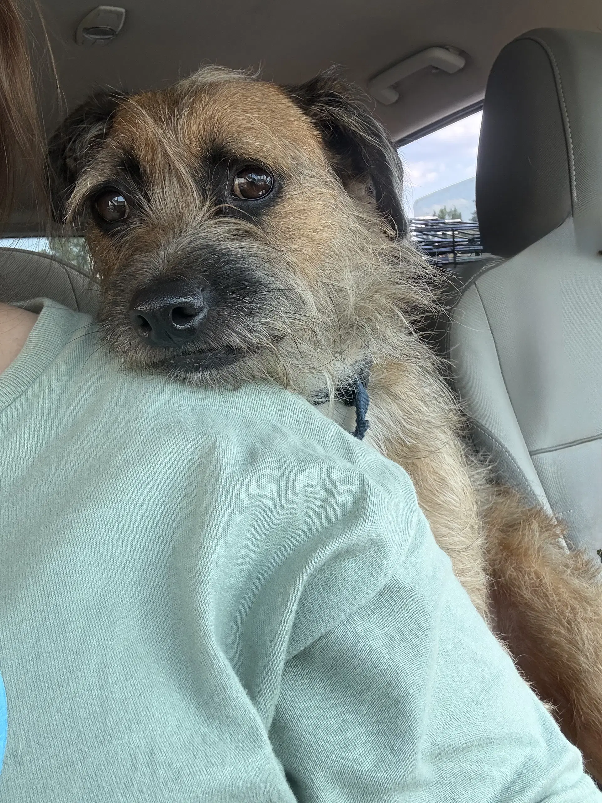 Copper- Scruffy Best Boy image 2