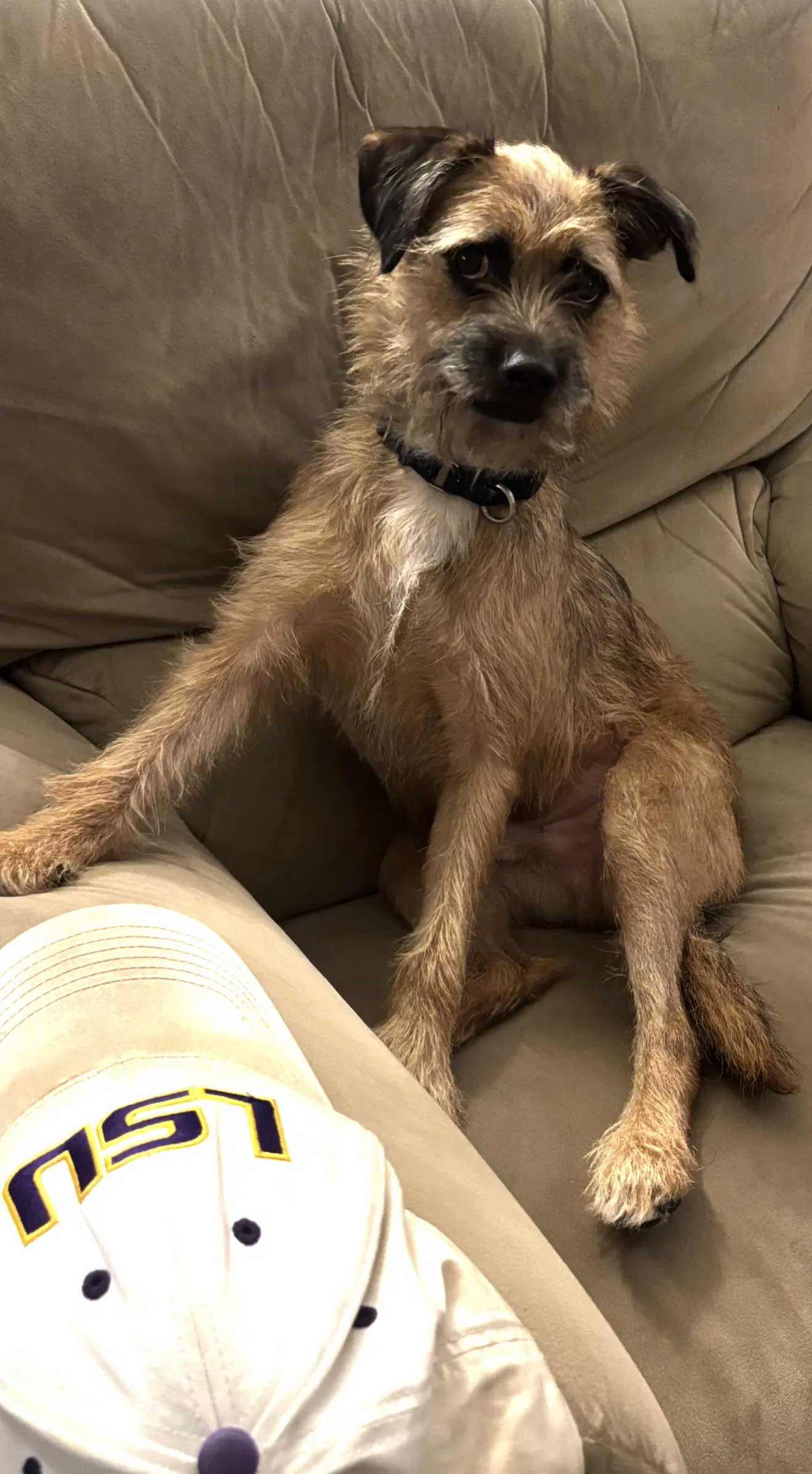 Copper- Scruffy Best Boy image 3