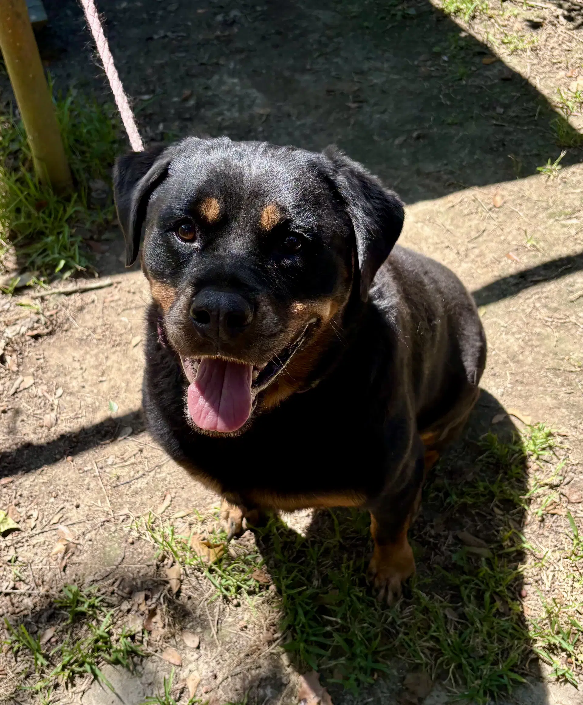 Willow- Ridiculously Cute Rottie - Rottweiler