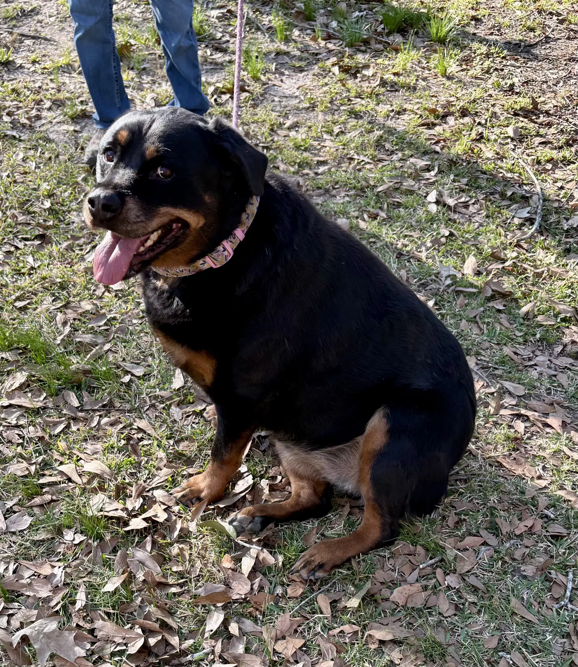 Willow- Ridiculously Cute Rottie image 2