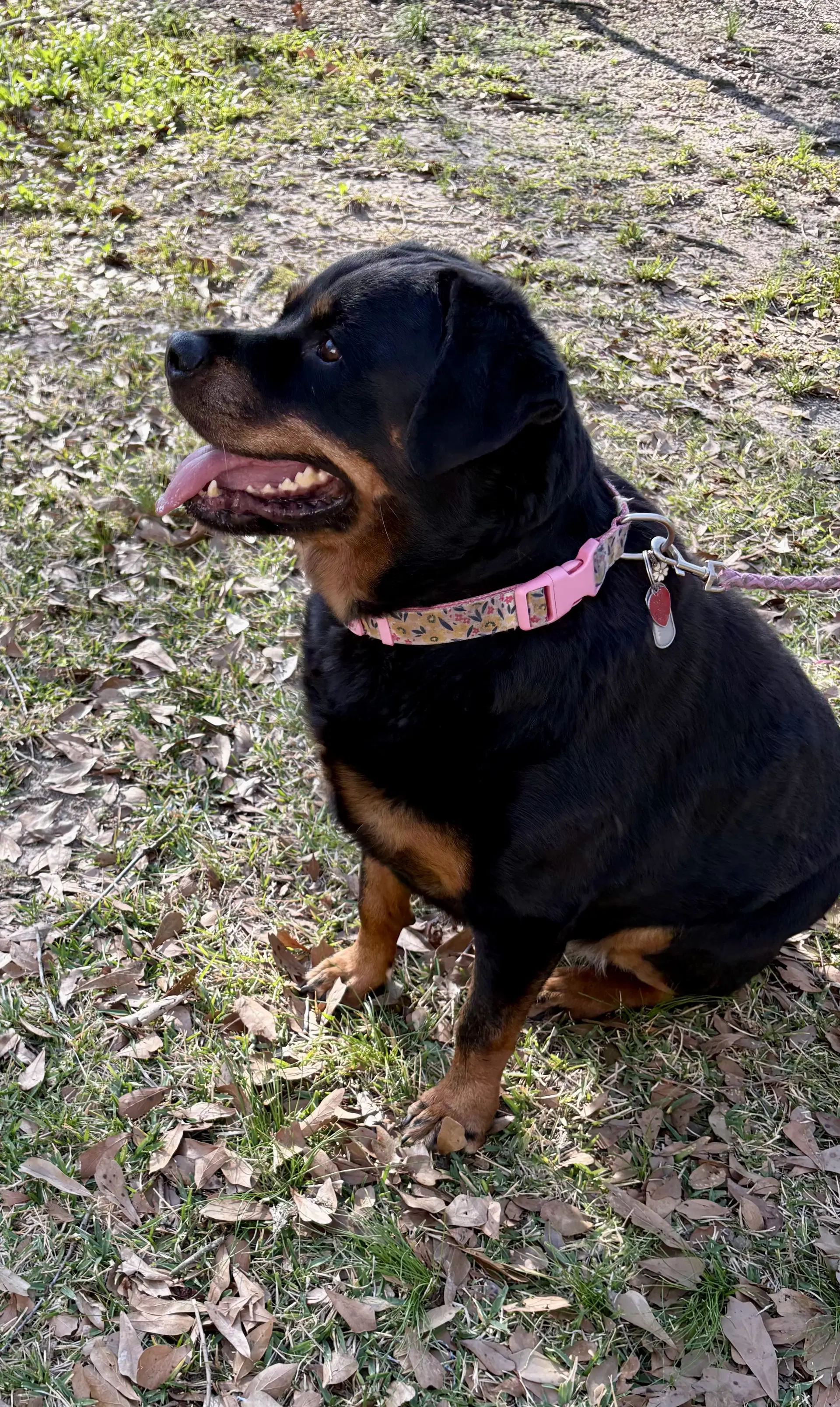 Willow- Ridiculously Cute Rottie image 3