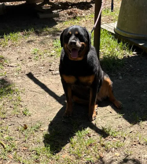 Willow- Ridiculously Cute Rottie image 4