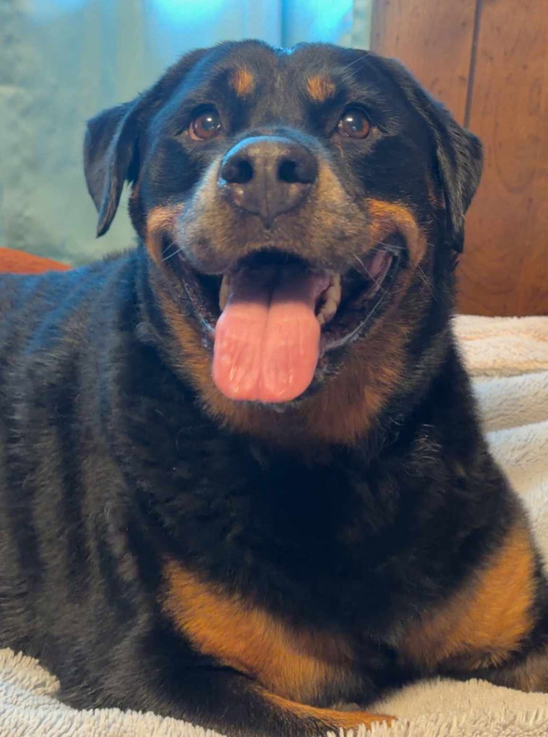 Willow – ridiculously cute Rottie!
