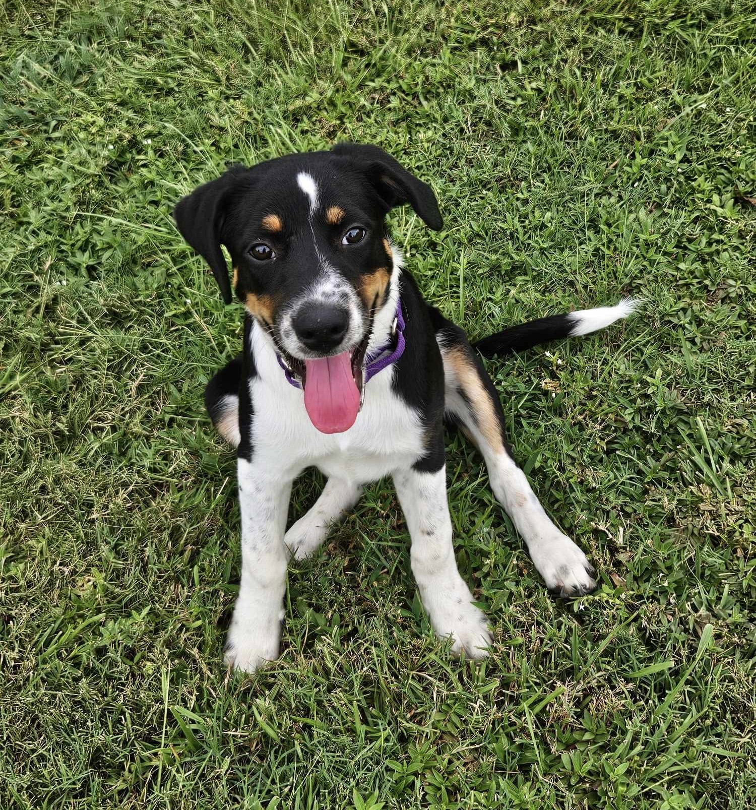 Haven- too cute to handle, dog — photo 1 of 4