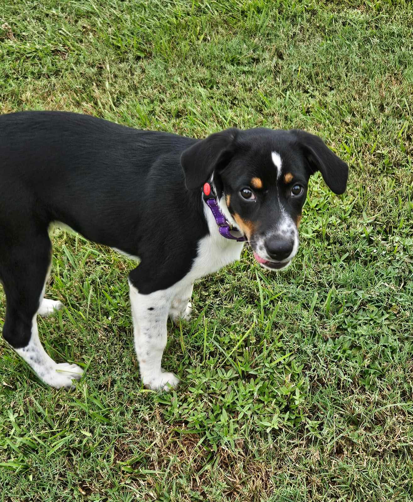 Haven- Too Cute To Handle image 3
