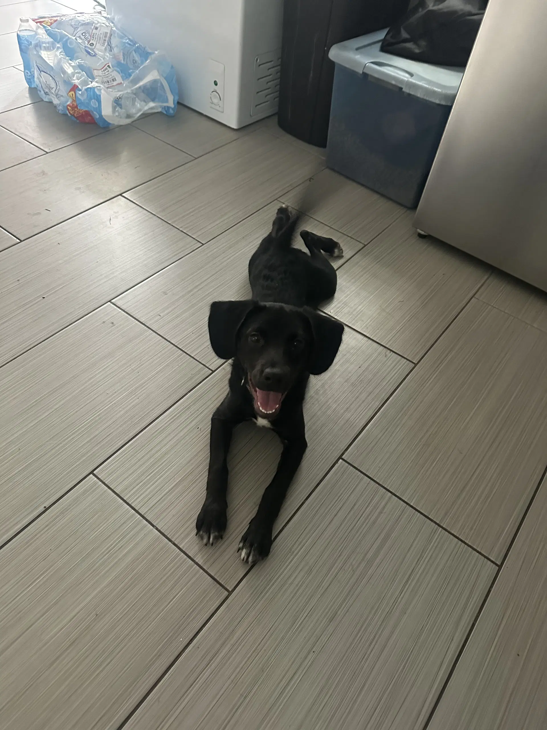 Maggie- Loving Lab Pup image 2