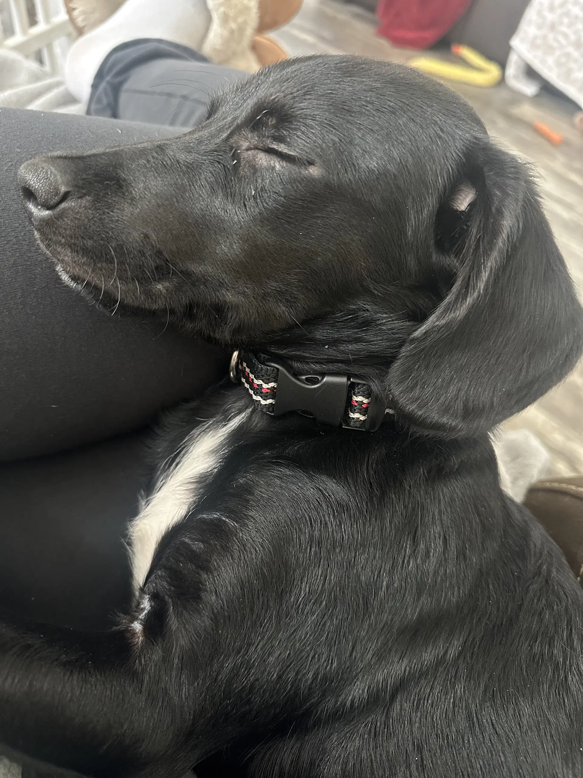 Maggie- Loving Lab Pup - Labrador Retriever