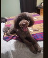 Burke – Best Boy Potential — Red Bank, NJ Adoption