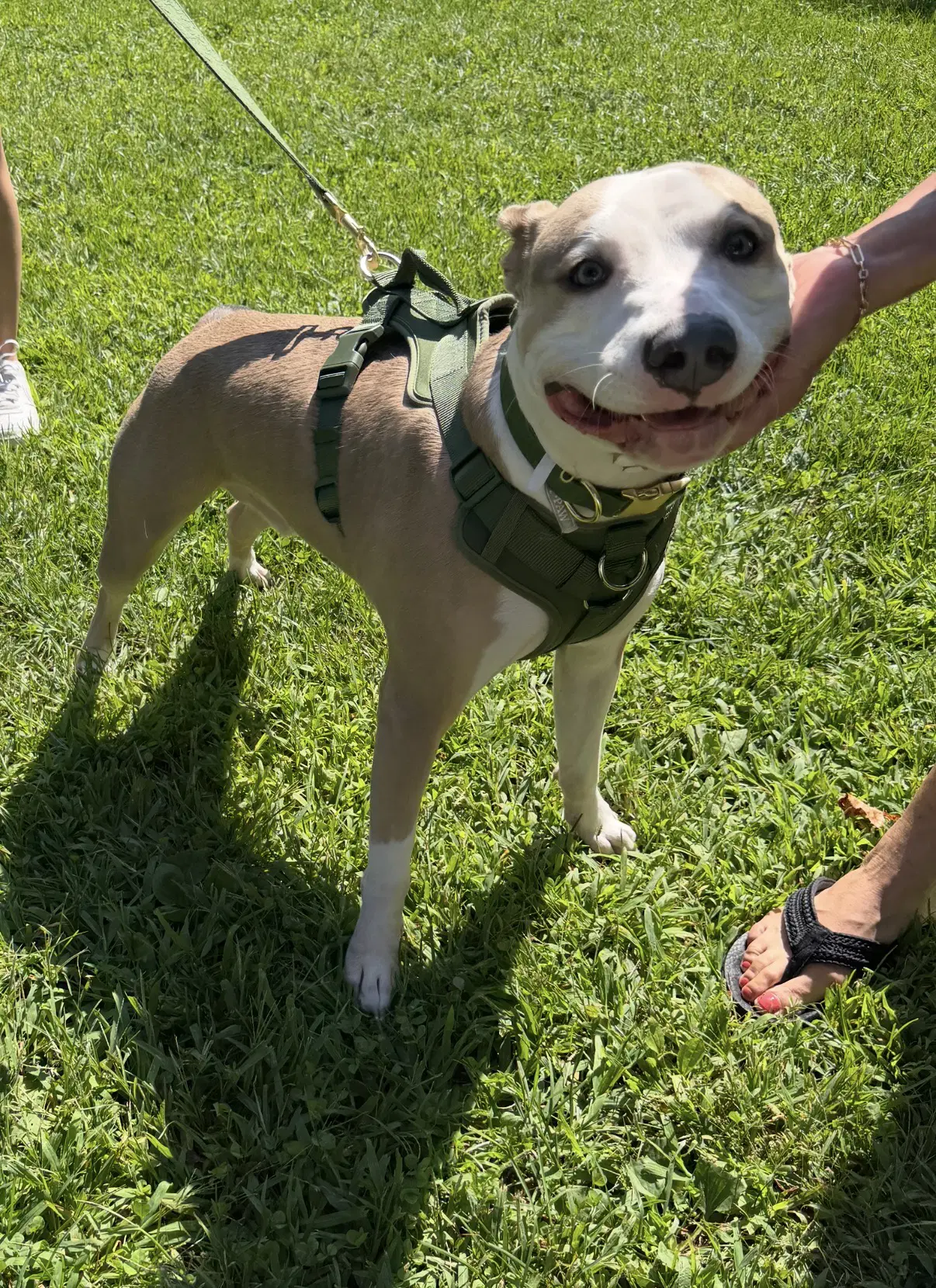 Oakley - American Staffordshire Terrier