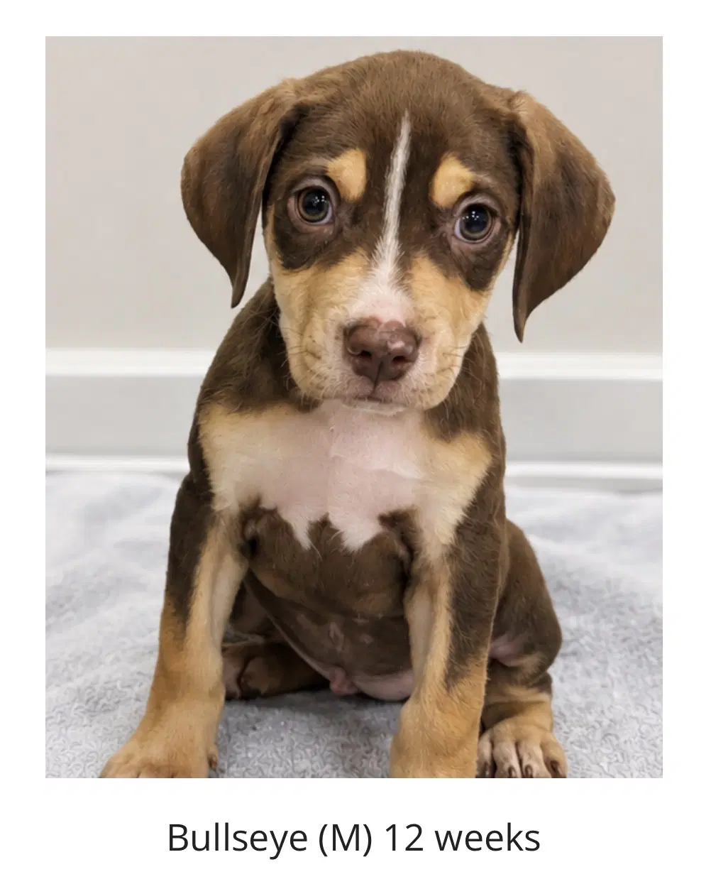 Bullseye - The Brows Of The Litter - Labrador Retriever