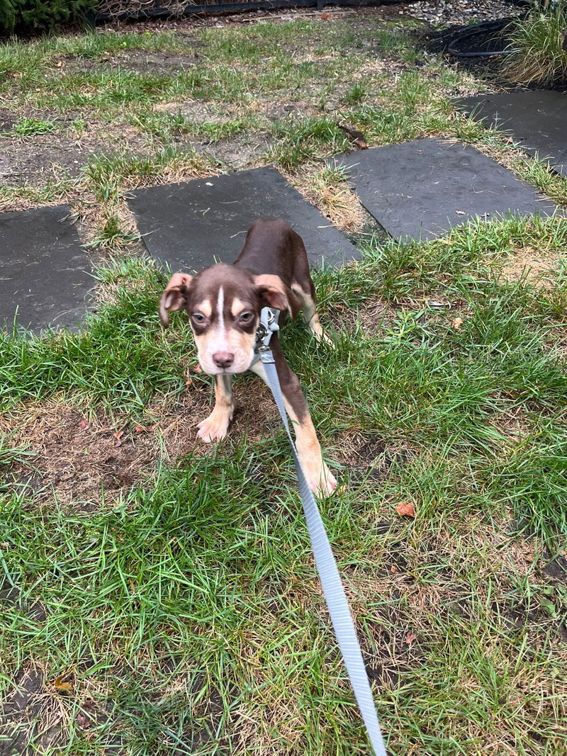 Bullseye – The Brows of the Litter
