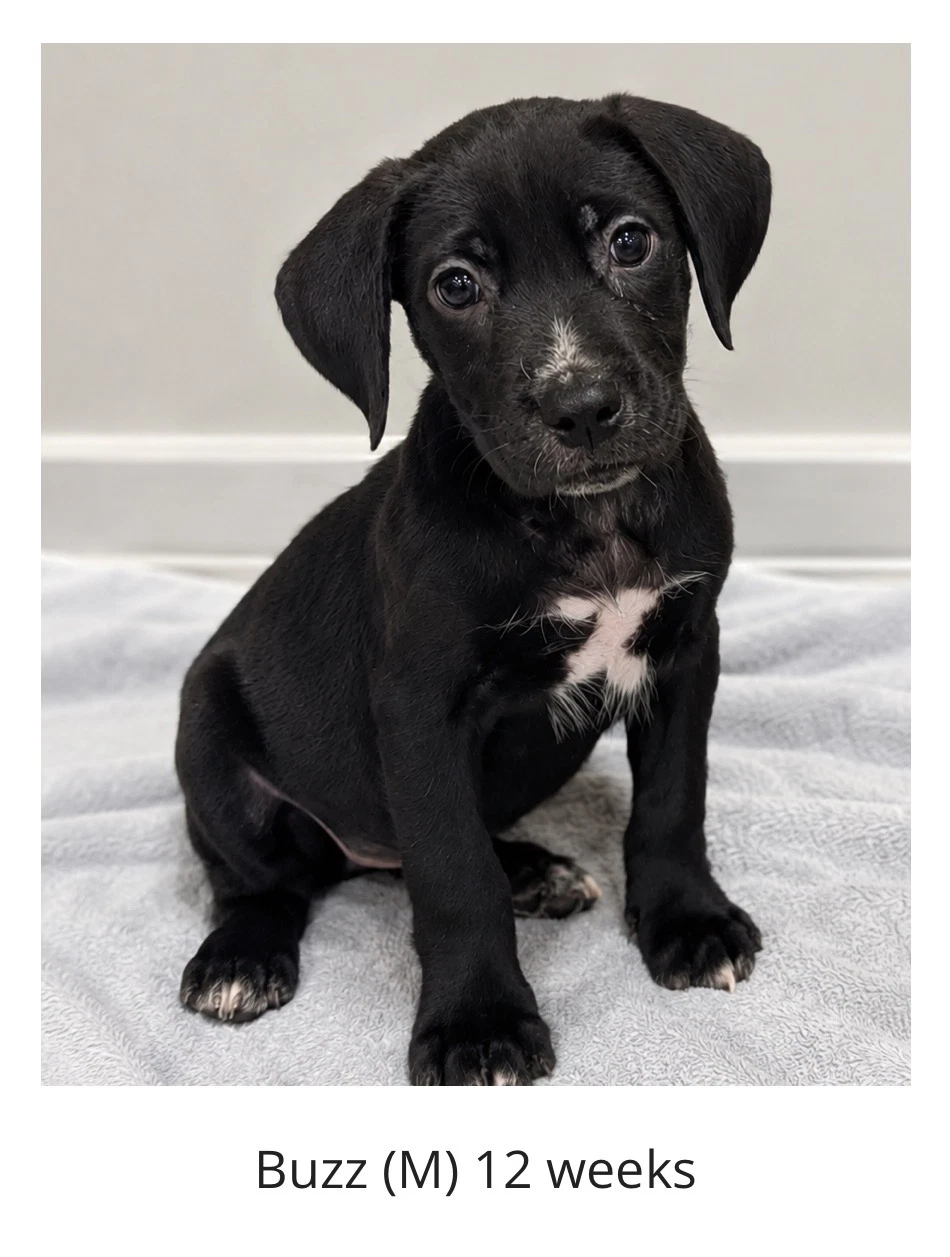 Buzz - The Mischief Maker