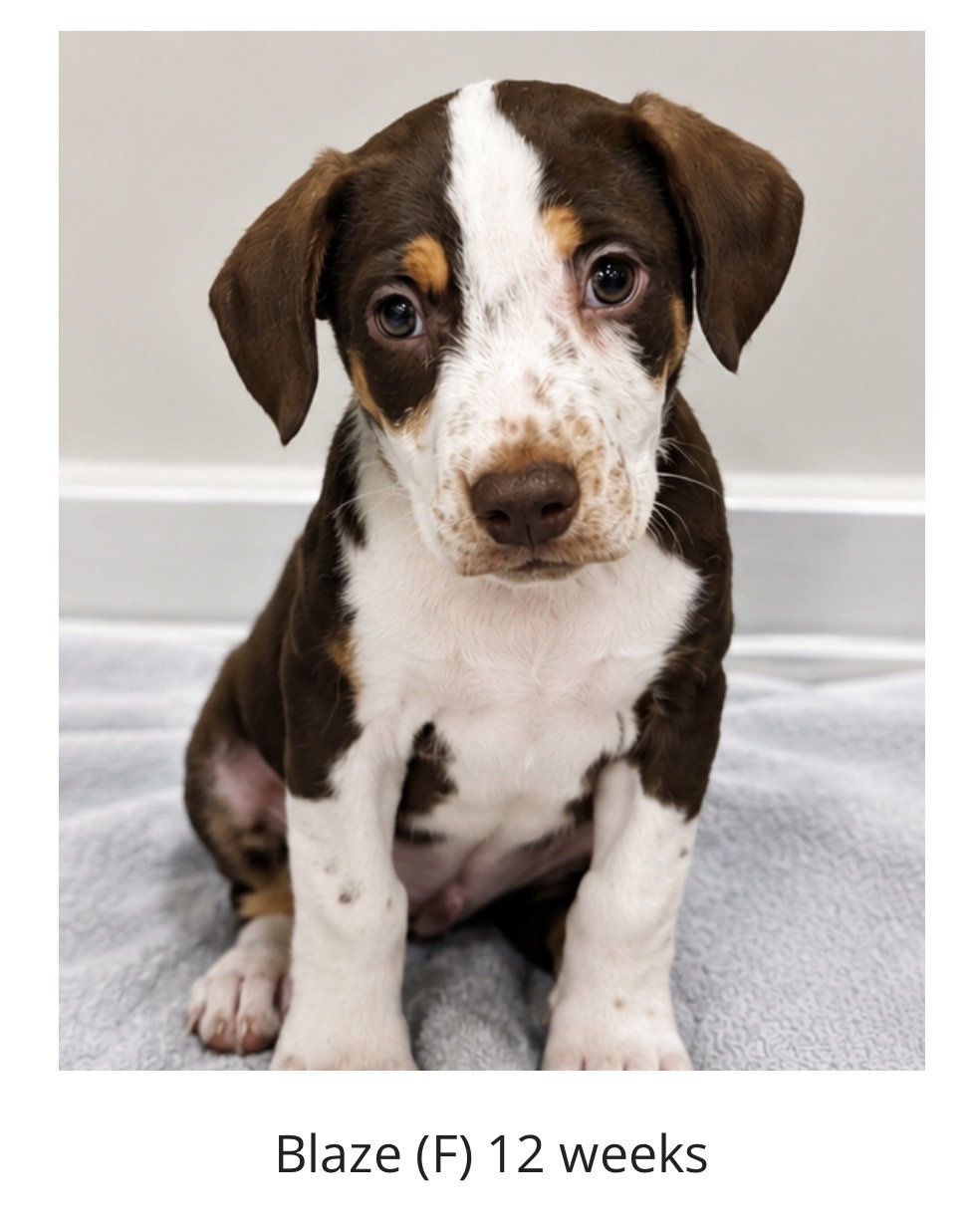 Blaze - Princess of the Litter, dog — photo 1 of 1