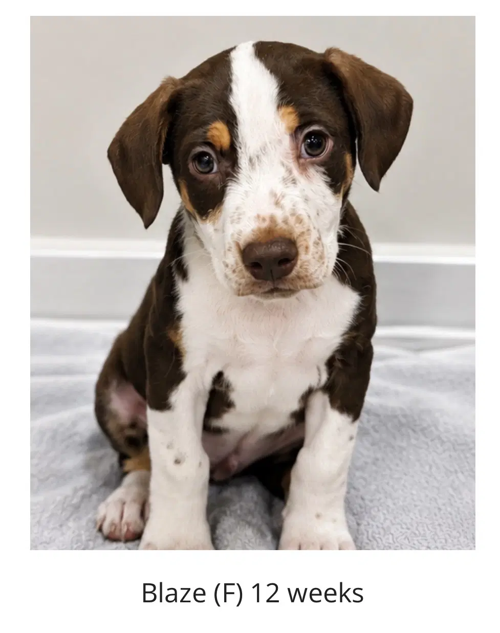 Blaze - Princess Of The Litter - Labrador Retriever